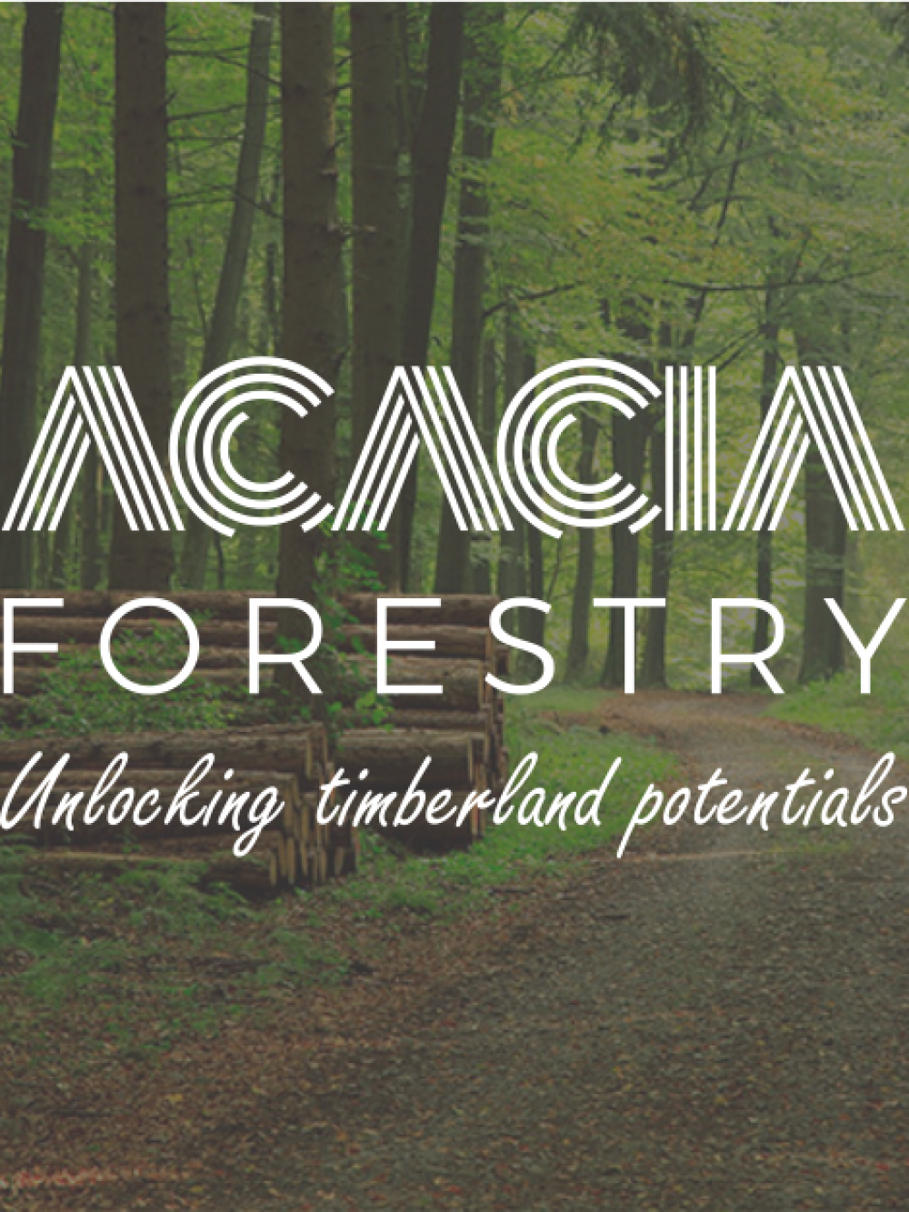 acacia_feature_img