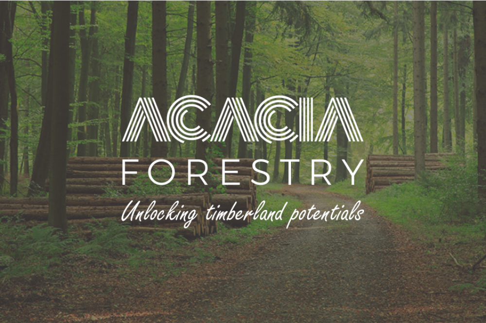 acacia_feature_img